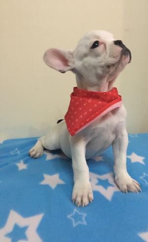 french bulldog pied spotted puppy cute posot class