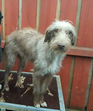 1st cross whippet beddy pups in telford | Posot Class