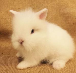 Fluffy blue eyed white lionhead rabbits in | Posot Class