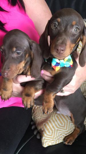 Miniature dachshund puppies chocolate tan in | Posot Class