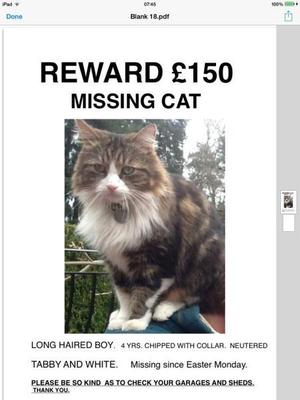 Missing pure white cat in cardiff | Posot Class