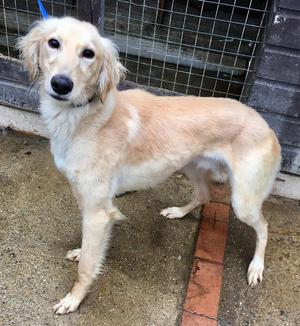 Saluki whippet collie greyhound in pembroke | Posot Class