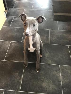 Blue Whippet X Pups In Heywood Posot Class