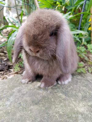 Chocolate mini lop 🥇 | Posot Class