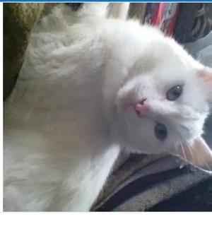 Missing pure white cat in cardiff | Posot Class