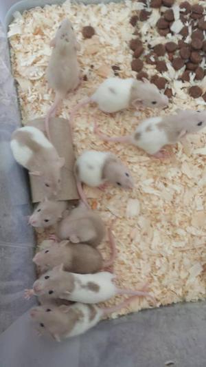 Baby dumbo rats for sale unusual colours in | Posot Class