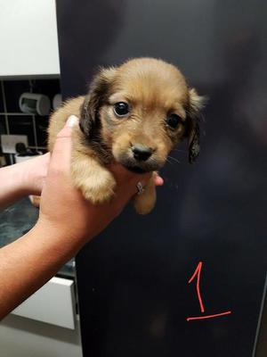 Black And Tan Miniature Jack Russell Puppies