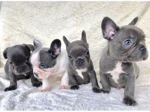 42 Best Pictures Blue Eyed Grey French Bulldog / 10 Things You Didn't Know about the Blue French Bulldog