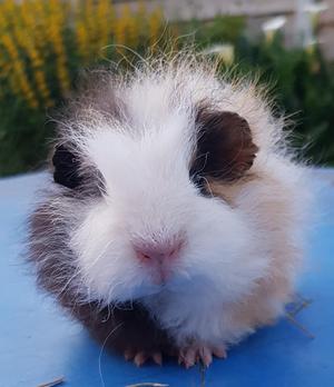 Swiss guinea pigs | Posot Class