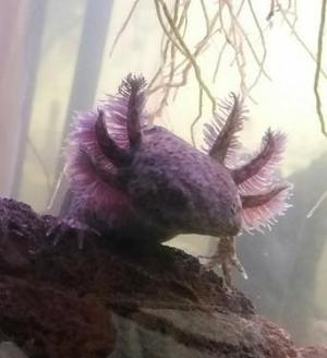 axolotl leucistic