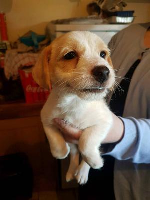 Stunning bedlington cross border terrier | Posot Class