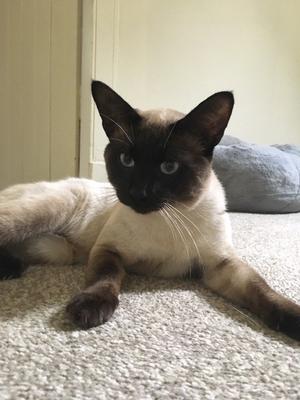 Seal point siamese cross british shorthair | Posot Class