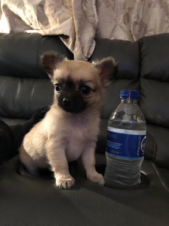 Long haired chihuahua x mini jack russell | Posot Class