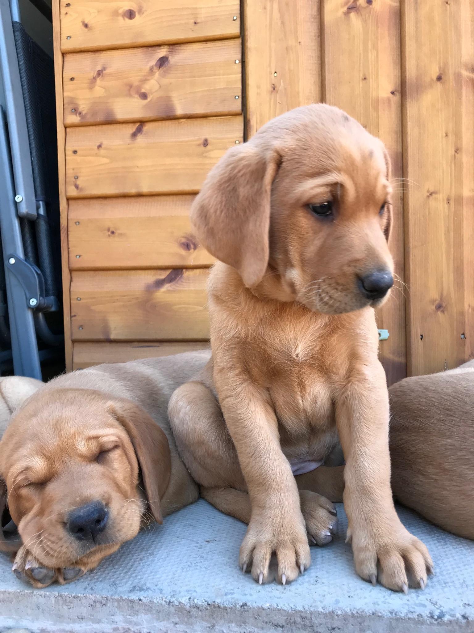 Springador puppies for sale labrador x | Posot Class