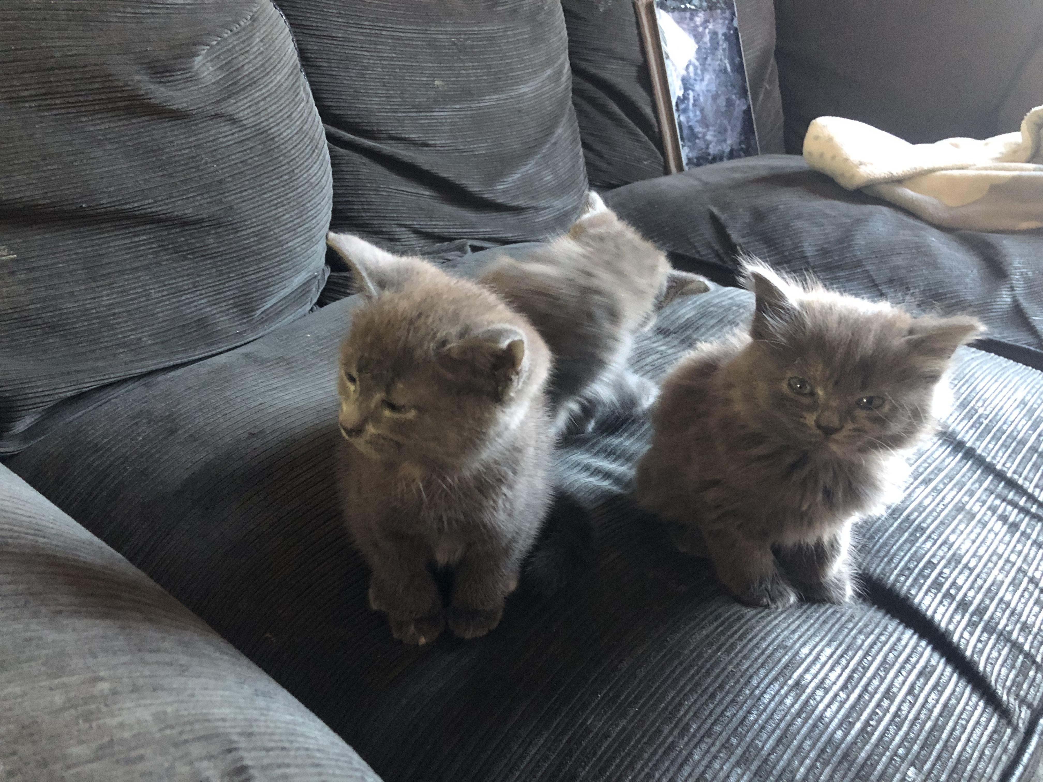 tabby kittens sale