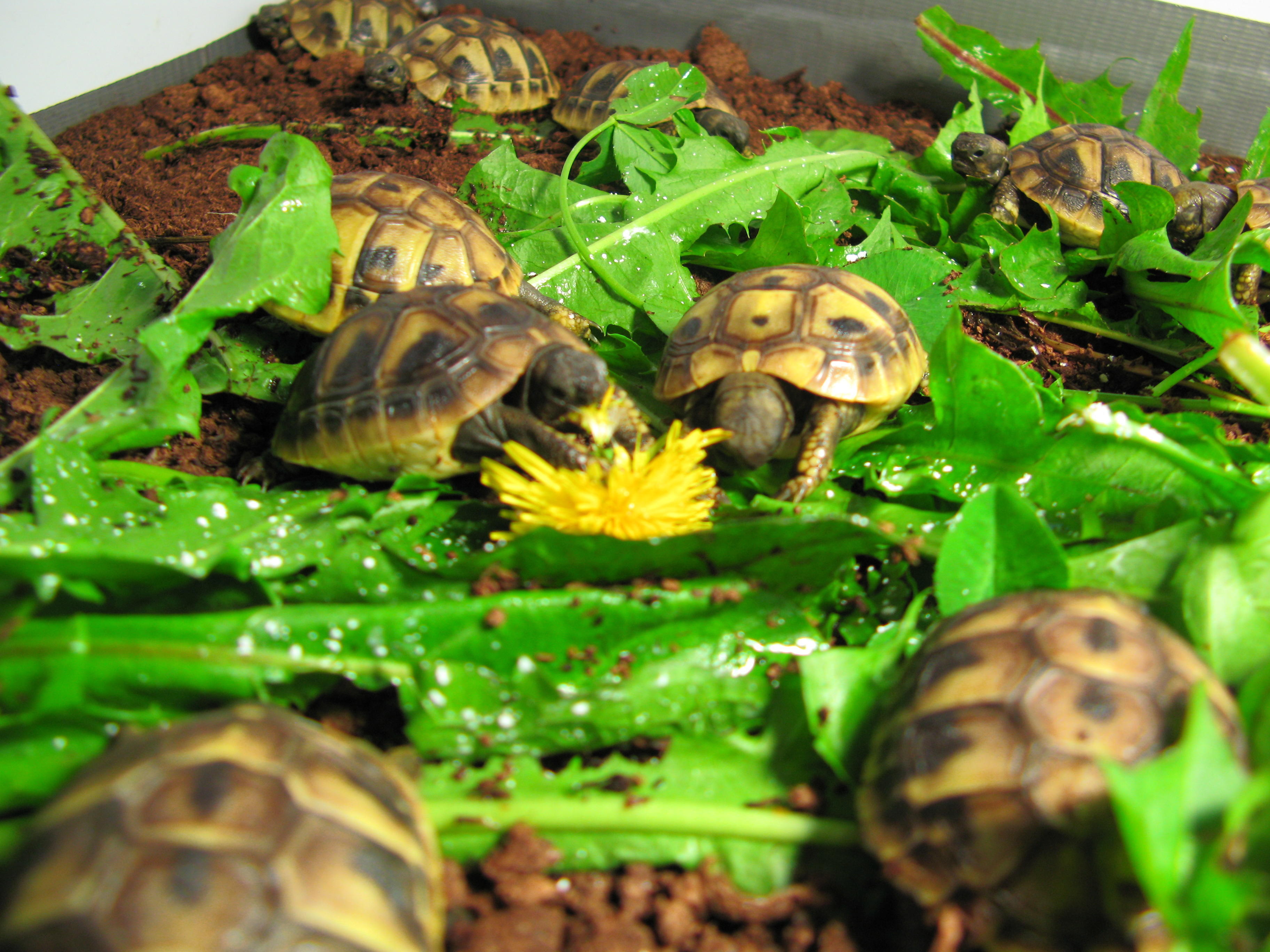 Mediterranean spur thighed tortoises for sale 🥇 | Posot Class