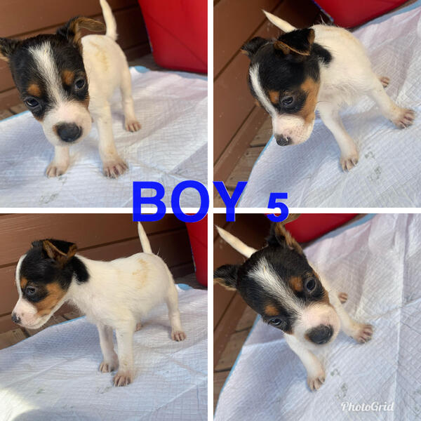 Tiny teacup jack russell puppies widnes 🥇 Posot Class