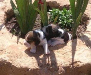 Adorables cachorros de Beagle tricolor