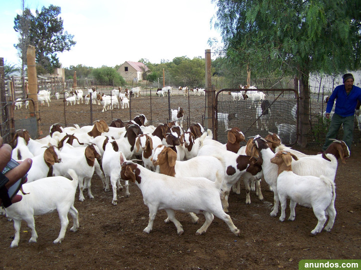 Suppliers of healthy boer and kalahari goat - Masies de Roda