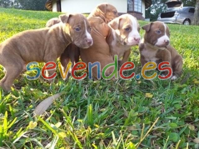 Pitbull puppies for ready for new homes