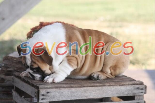 Adorable English Bulldog for sale