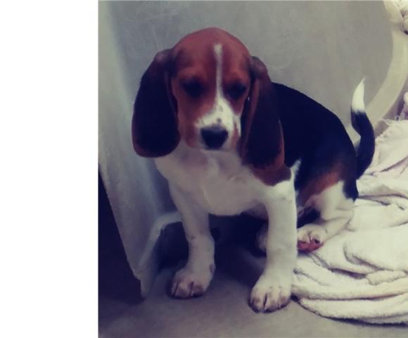 Regalo cachorro Beagle para adopcion
