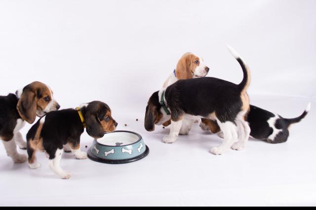 Regalo beagle activo y saludable regalo,todos los cachorros
