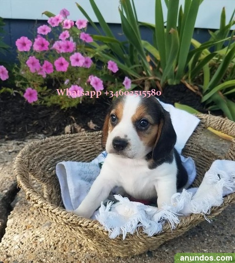 Vacunados** tri-color los cachorros de beagle - Abegondo