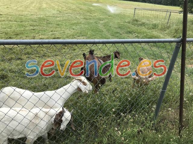 Dairy and beef goats for sale