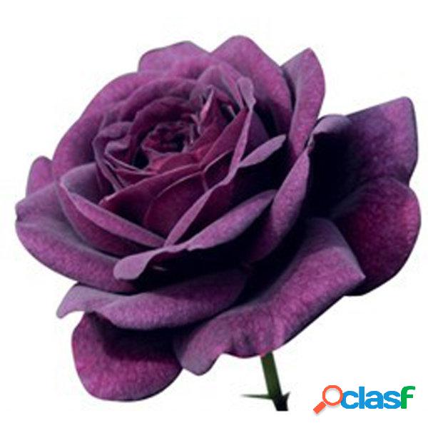20 Purple Rose Flower Rose Seeds Garden Deco