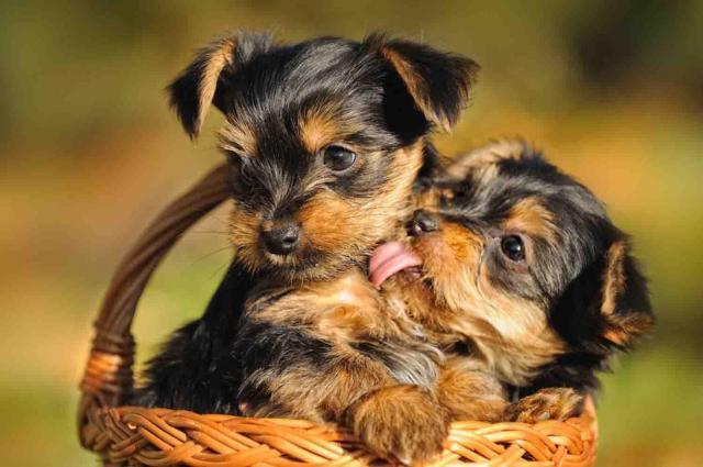 Regalo Cachorros Yorkshire Terrier Mini Toy,