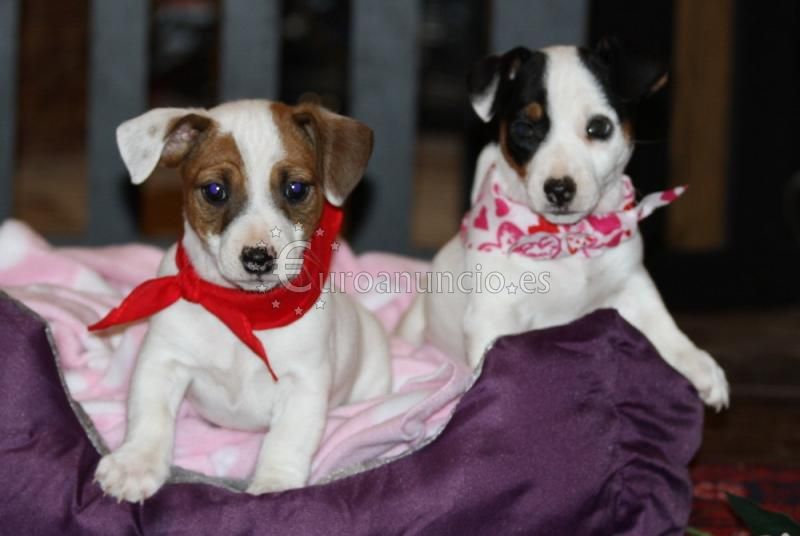JACK RUSSELL VARIOS COLORES