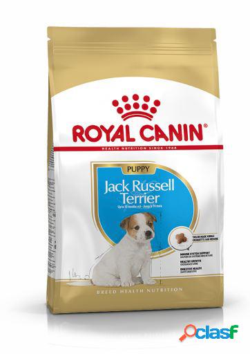 Jack Russell Terrier Puppy Pienso para Cachorro de Raza 3 Kg