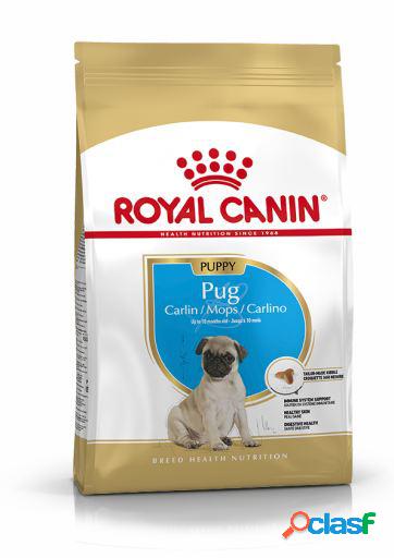 Pug Puppy Pienso para Cachorro Carlino 1.5 Kg Royal Canin