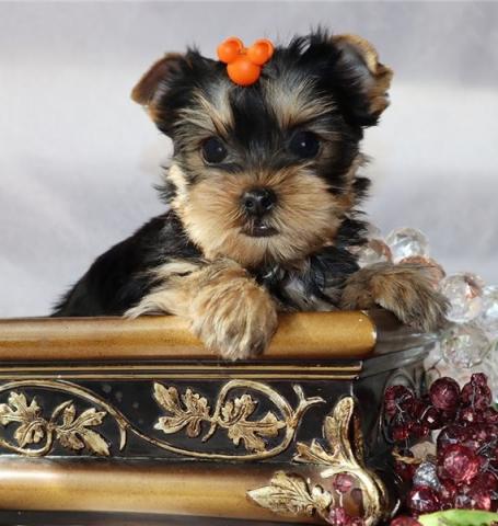 Regalo Cachorros Yorkshire Terrier Mini Toy para su adopcion