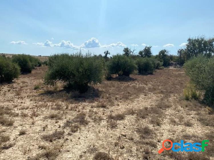 Finca de secano con posibilidad de poner riego.