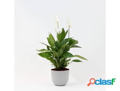 Planta Natural BIOMA PLANTS Spathiphyllum Vivaldi c/Florero