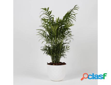Planta Natural BIOMA PLANTS Chamaedorea Elegans c/Florero