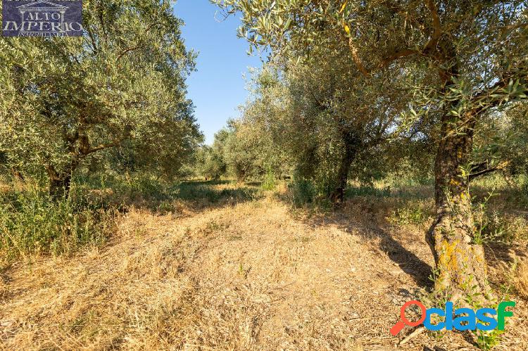 Venta de finca rústica de regadío en Alhendín (Granada)