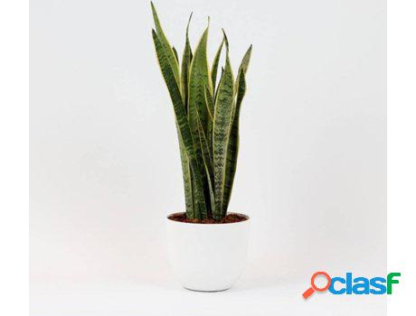 Planta Natural BIOMA PLANTS Sansevieria Laurentii c/Florero