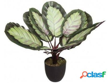 Flor HOGAR Y MÁS Planta Artificial Calathea (48,5x 50,5 -