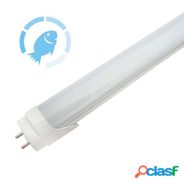 Tubo led t8 9w 60cm pescadería blanco frío