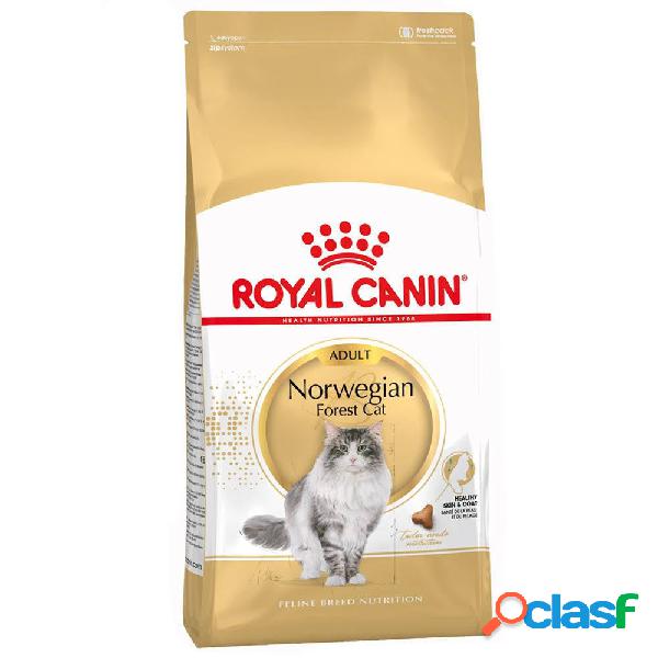 Royal Canin Norwegian Forest Cat Adult 10 kg