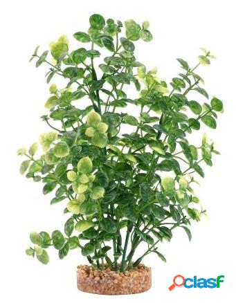 Planta Bacopa Verde 20 cm Fluval
