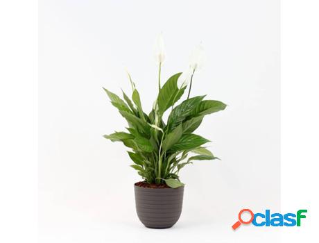 Planta Natural BIOMA PLANTS Spathiphyllum Vivaldi c/Florero