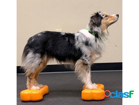 Formación para Não Aplicável FITPAWS K9Fitbone (Amarillo