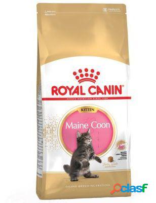 Kitten Maine Coon Pienso para Gatito de Raza 10 KG Royal