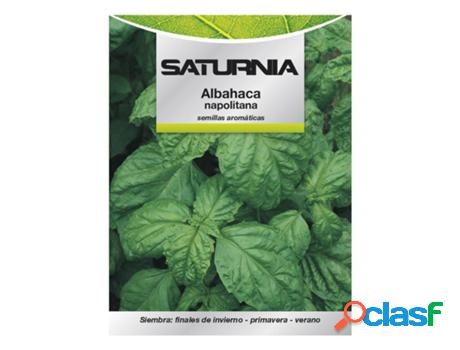 Semillas aromáticas albahaca gigante (5 gramos)