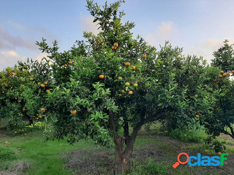 CAMPO CULTIVADO DE NARANJA VARIEDAD NAVELINA. T\xc3\x89RMINO