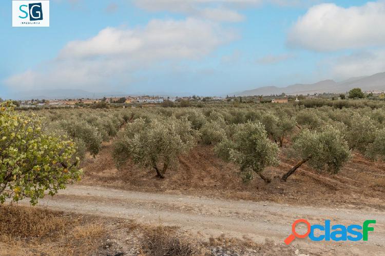 FINCA DE OLIVOS EN PRODUCCI\xc3\x93N EN OTURA JUNTO A